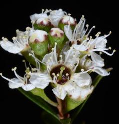 Image: P.B. Heenan © Landcare Research 2015 